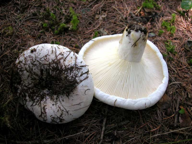 Мицелий Груздя пергаментного (Lactarius pergamenus)